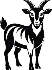 black and white goat