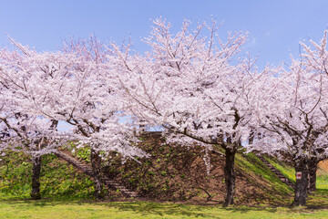 日本の風景・春　北海道函館市　五稜郭公園の桜