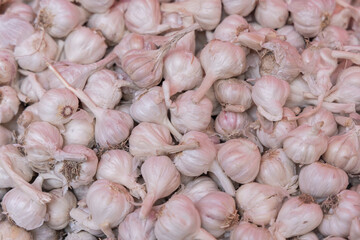 Fresh Garlic in Open Market