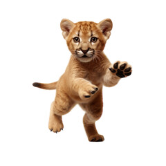 Obraz premium A cute, playful, brown baby cougar cub stands on its hind legs with its front paws raised, looking directly at the viewer. The cub is isolated on a transparent background.