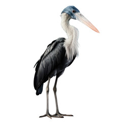 Fototapeta premium A grey heron with a long beak and blue head, standing on a black background.