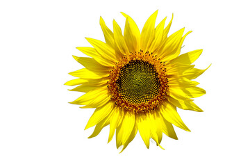 Naklejka premium sunflower PNG image