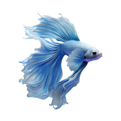 Obraz premium A vibrant blue betta fish with flowing fins, isolated on a black background.