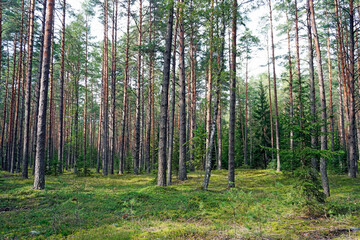 Naklejka premium In a pine forest in the evening on a warm summer day. Lingonberries grow here and you can find mushrooms.
