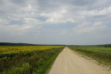 End of summer. Hot day in the field. Horizon, clouds, road and blooming sunflowers.