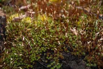 Close-up of forest moss seed pods.