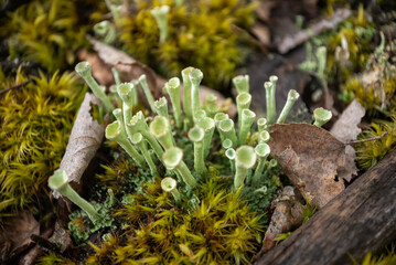 Cladonia, lichen close-up.