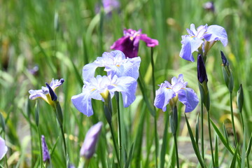 花菖蒲