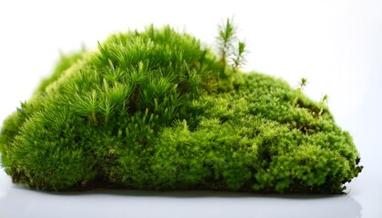 A highly detailed macro shot of a moss-covered surface, where the tiny, intricate textures