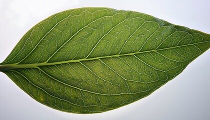 Obraz premium A macro photograph of a leaf’s surface, revealing the detailed structure