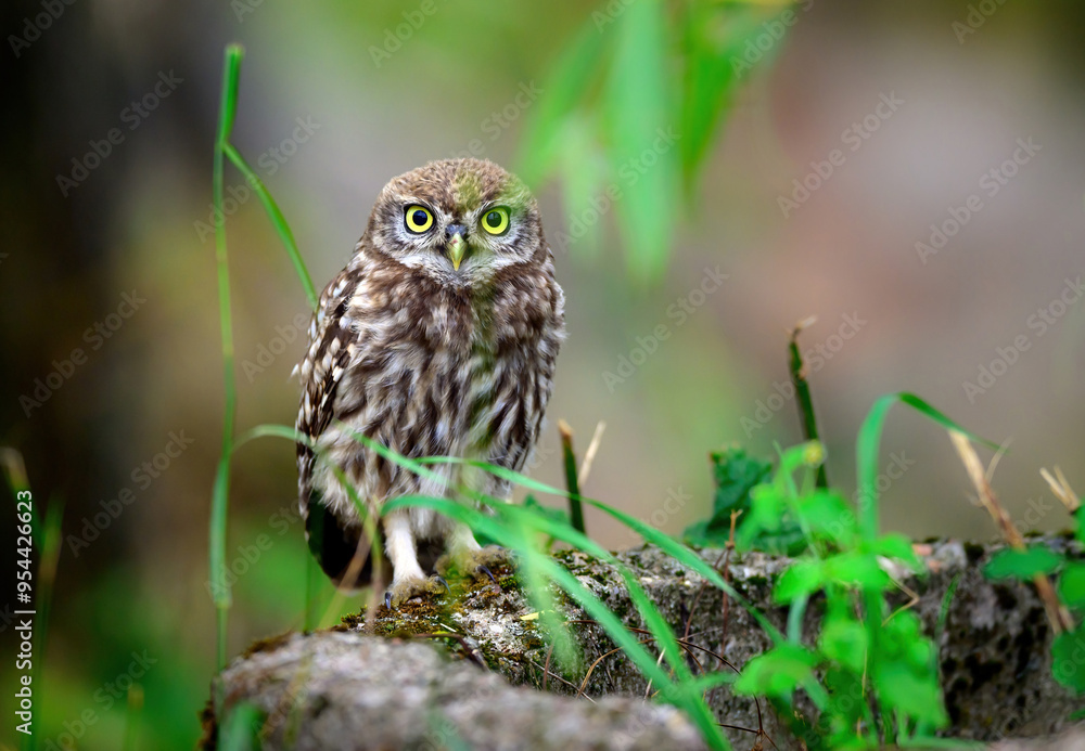 Wall mural Little owl ( Athene noctua ) close up