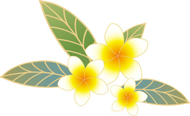 Obraz premium Plumeria illustration tropical plant flower