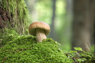 Close-up image of a boletus mushroom nestled in vibrant green moss