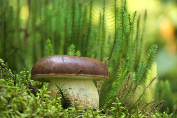 Bay bolete mushroom on mossy log in a peaceful forest