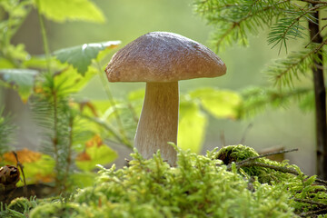 Wild Boletus edulis mushroom in a sunlit forest with lush greenery,