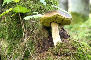 Porcini mushrooms growing naturally in a lush green forest setting