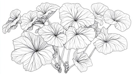 Line art illustration of Begonia Kathyana featuring numerous branches and compact leaves The leaves are large and elongated presented in a vintage drawing or engraving style