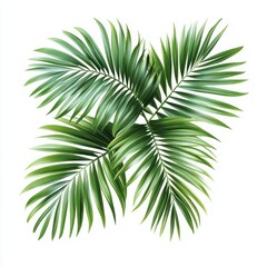 Green Palm Fronds Isolated on White Background
