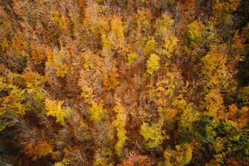 Aerial top view of autumn forest with colored trees in mountains. Nature landscape
