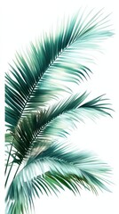 Palm Fronds Against a White Background