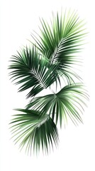 Three Palm Fronds on a White Background