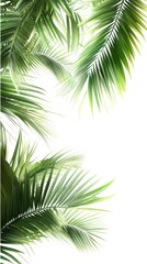 Fototapeta premium Lush Green Palm Fronds against a White Background