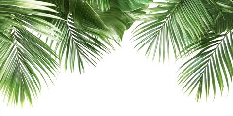 Fototapeta premium Two Palm Fronds Cornering a White Background