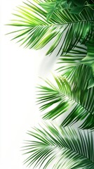 Fototapeta premium Lush Green Palm Fronds on a White Background
