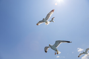 Seagull - Larus marinus flies through the air with outstretched wings. Blue sky. The harbor in the background.
