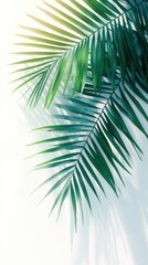 Lush Palm Fronds Casting Shadows on a White Background