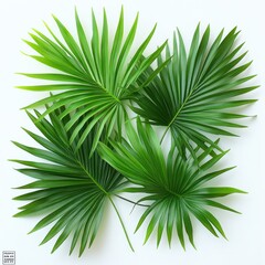 Lush Green Palm Fronds on a White Background