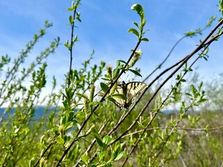 Yellow Swallowtail Butterfly