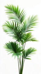 Green Palm Fronds Isolated on White Background