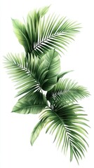 Fototapeta premium Lush Green Tropical Palm Leaves Isolated on White Background