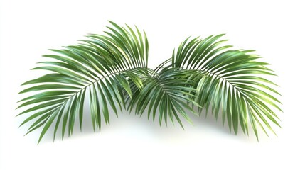 Lush Green Palm Fronds Isolated on a White Background