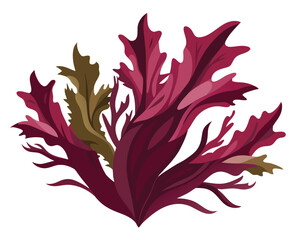 Dulse vector illustration isolated on white background