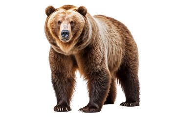 Fototapeta premium Brown bear standing isolated on transparent background, cut out