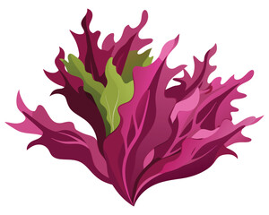 Dulse vector illustration isolated on white background