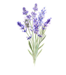 Fototapeta premium Watercolor bouquet with hand painted lavender, Provence flowers