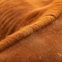  close up of brown horse