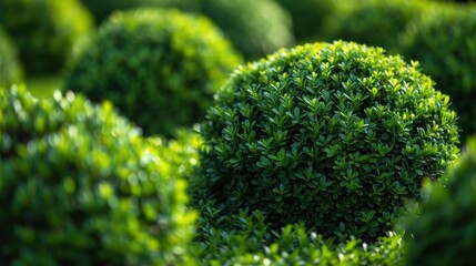 Bushes: Smaller, dense plants commonly used in landscaping for privacy, trimmed into various shapes to create structured, aesthetically pleasing garden features.
