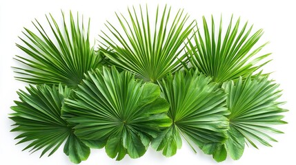 Lush Green Palm Fronds Arrangement on White Background