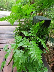 Rumohra-plant, known as "Leatherleaf Fern",  popular evergreen fern known for its tough, widely used in floral arrangements, gardens and houseplant due to its resilience and attractive appearance. © SIJTIPAT
