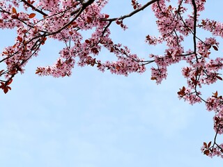 Spring blossom sakura on blue sky