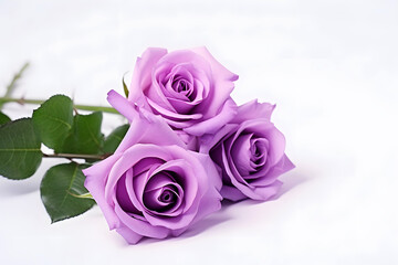 Obraz premium Purple PInk Watercolor Rose on a White Background. Watercolor Blush Pink Rose Clipart with Floral Border and painted Petals, Perfect for Dusty Rose Wedding Designs