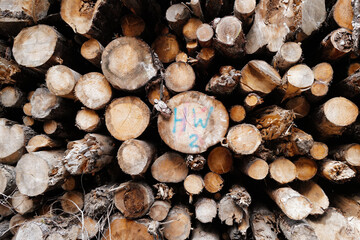 Close up stack of dry Pine tree log and wood plank