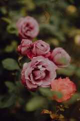 pink roses in garden