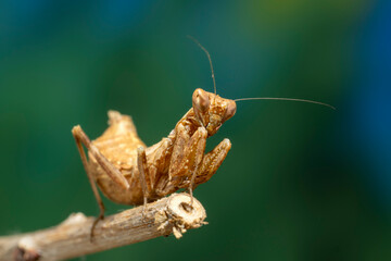 A small wingless praying mantis, about 25mm (one inch) long