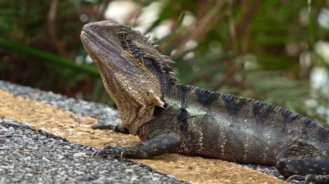 Wild Australian water dragon, intellagama lesueurii spotted basking on the roadside in the park, close up shot capturing the details of scales.