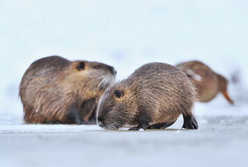 two nutria are looking for food on a frozen pond. Myocastor coypus.  winter scene with two coypu